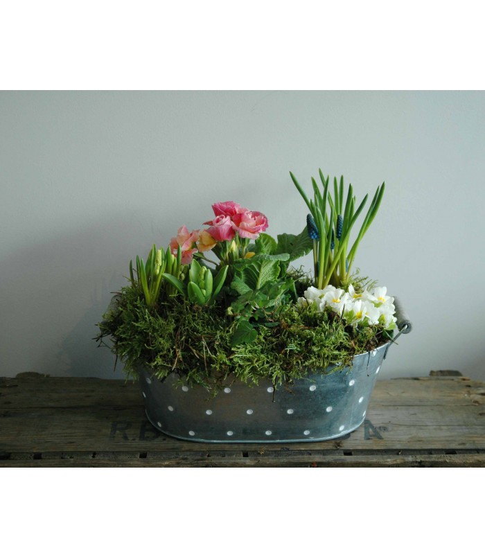 Arrangements | Mothering Sunday | Seasonal Planter