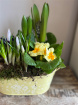 Arrangements | Mothering Sunday | Seasonal Planter