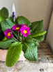Arrangements | Mothering Sunday | Seasonal Planter