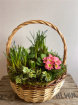 Arrangements | Mothering Sunday | Hanna Luxurious Planted Basket