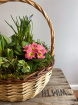 Arrangements | Mothering Sunday | Hanna Luxurious Planted Basket