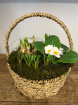 Flower Arrangements | Mothering Sunday | Planted Basket