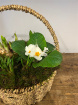 Flower Arrangements | Mothering Sunday | Planted Basket