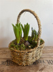 Flower Arrangements | Mothering Sunday | Planted Wicker Basket