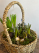 Flower Arrangements | Mothering Sunday | Planted Wicker Basket