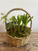 Flower Arrangements | Mothering Sunday | Planted Wicker Basket