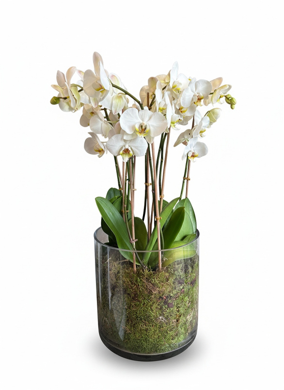 Pure Luxury Gifts | Luxury Phalaenopsis Orchid Tank Vase