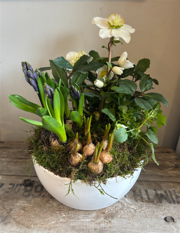 Arrangements | Seasonal Planter in Ceramic Bowl