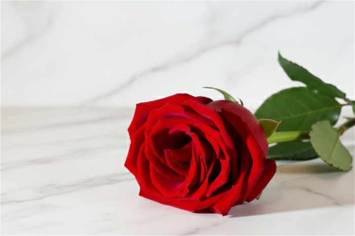 Valentines 2026 | Forever love