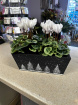 Christmas 2025 | Plants & Planters | Cyclamen planter