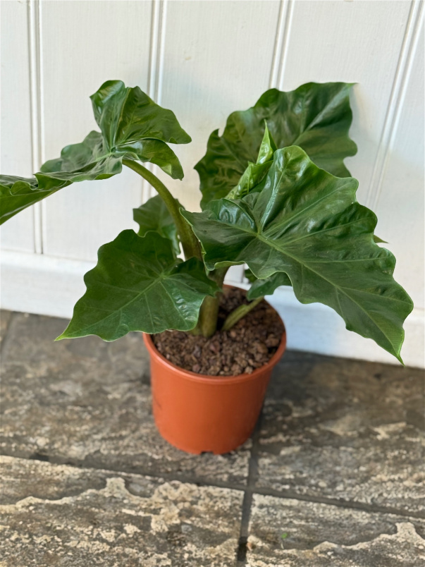 Plants & Planters | Alocasia Plant