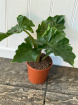 Plants & Planters | Alocasia Plant