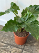 Plants & Planters | Alocasia Plant