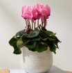 Christmas 2025 | Cyclamen in a pot