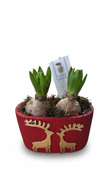 Christmas 2025 | Plants & Planters | Hyacinth planter