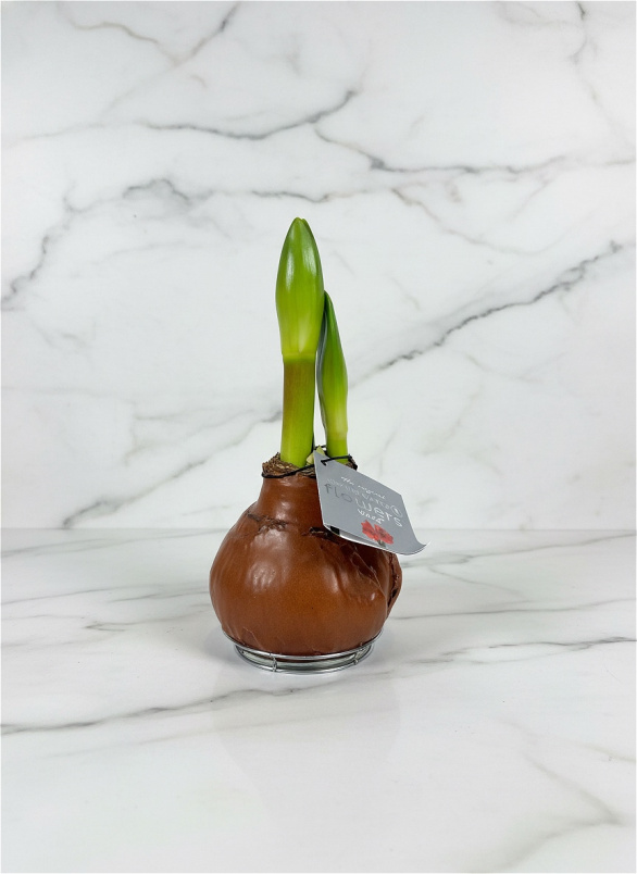 Christmas 2025 | Plants & Planters | Waxed Amaryliss bulb