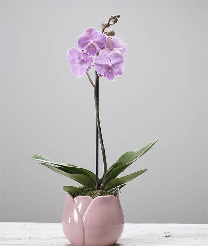 Mothers Day  2026 | Plants & Planters | Pink orchid plant