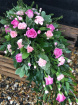 Funeral Flowers | Teardrop Sprays | Rose & Carnation Teardrop Spray