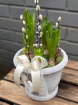 Plants | Spring Collection | Vintage Hyacinth Planter