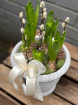 Plants | Spring Collection | Vintage Hyacinth Planter