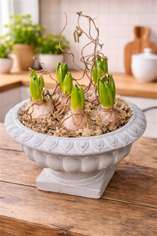Gift Flowers | Mother’s Day | Plants | Footed Hyacinth Bowl