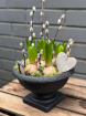 Plants | Spring Collection | Footed Hyacinth Bowl