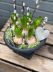 Plants | Spring Collection | Footed Hyacinth Bowl