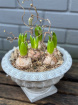 Gift Flowers | Plants | Footed Hyacinth Bowl