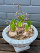 Gift Flowers | Plants | Footed Hyacinth Bowl
