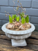 Gift Flowers | Plants | Footed Hyacinth Bowl