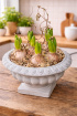 Gift Flowers | Mother’s Day | Plants | Footed Hyacinth Bowl