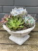 Gift Collection | Plants | Succulent Arrangement
