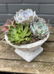 Gift Collection | Plants | Succulent Arrangement