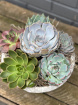 Gift Collection | Plants | Succulent Arrangement