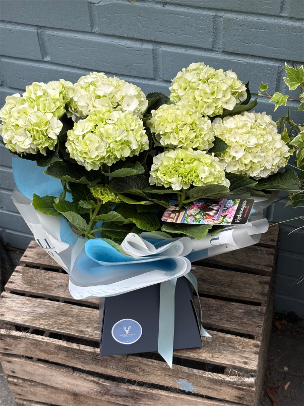 Fathers Day | Plants | Dads Garden Favourite