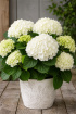 Fathers Day | Dads Garden Favourite