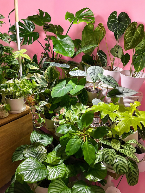 Monthly subscription | Subscription | House Plant subscription