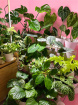 Monthly subscription | Subscription | House Plant subscription