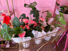 Monthly subscription | Subscription | House Plant subscription