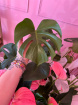 Monthly subscription | Subscription | House Plant subscription