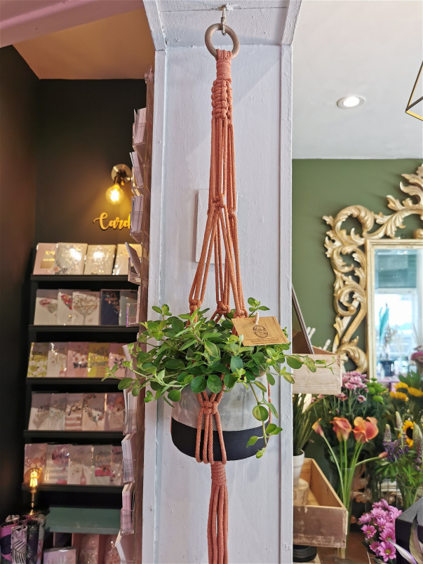 Plants | Macrame Plant