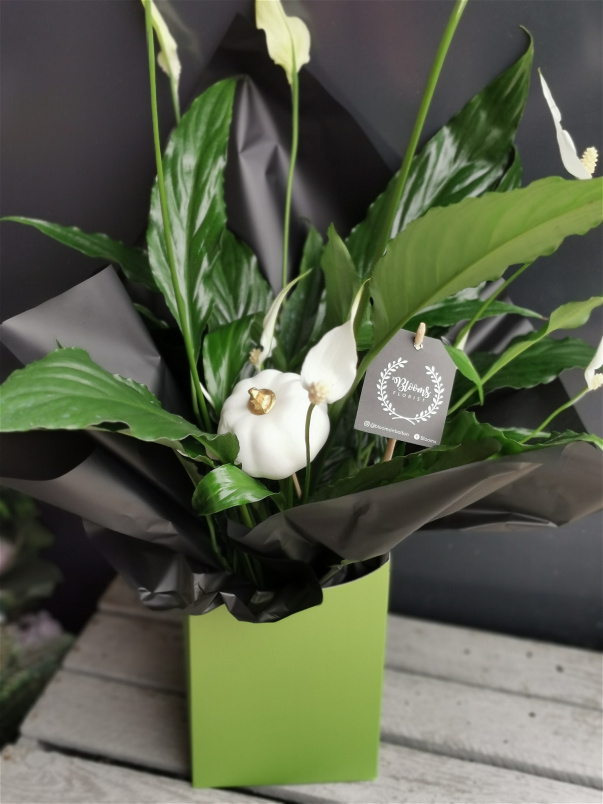 Plants | Peace Lily