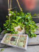 Plants | Peperomia Plant Gift Set