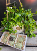 Plants | Peperomia Plant Gift Set