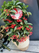 Christmas | Plants | Indoor Berries