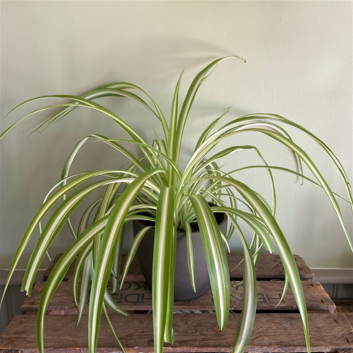 Plants & Pots | Spider plant - large