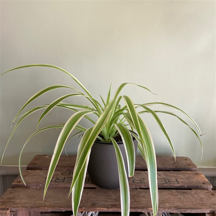 Plants & Pots | Spider plant - medium