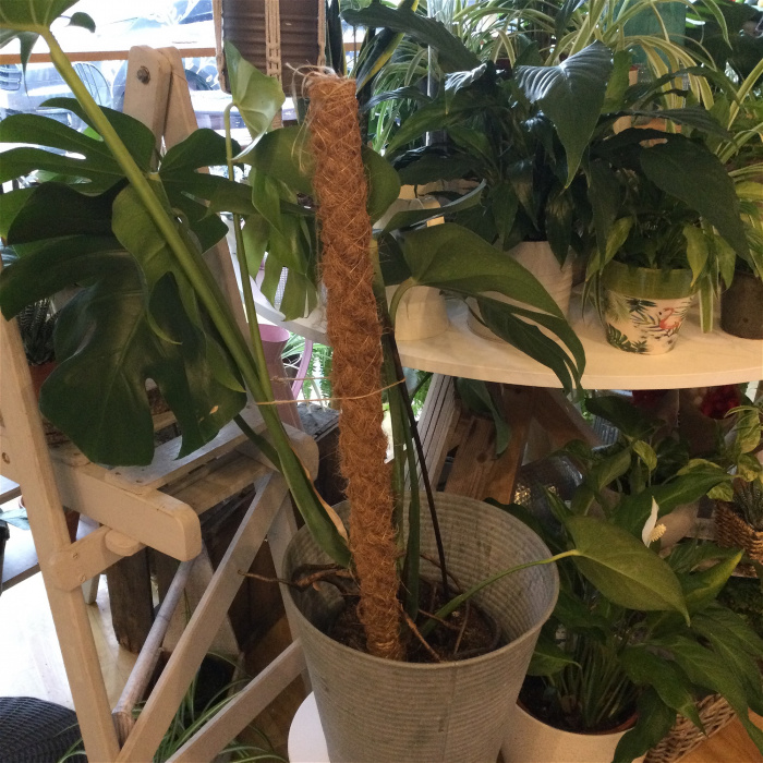 Plants & Pots | Moss Pole