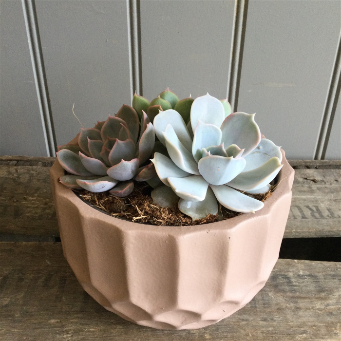 Plants & Pots | Succulent Gift Bowl
