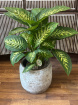 Gifts | Plants | Dieffenbachia - Approx 70cm Tall P26